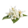 AGUAS FLORALES: azahar, hamamelis, lavanda, rosas