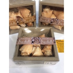 CONCHAS y CARACOLAS naturales