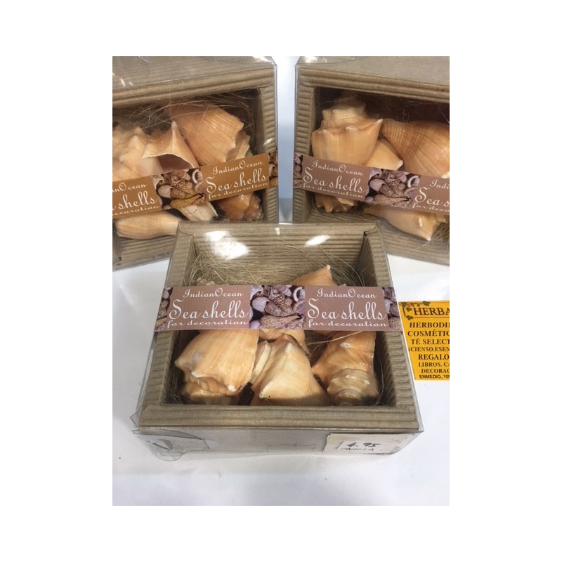 CONCHAS y CARACOLAS naturales