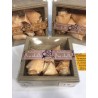 CONCHAS y CARACOLAS naturales