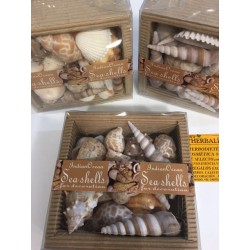 CONCHAS y CARACOLAS naturales