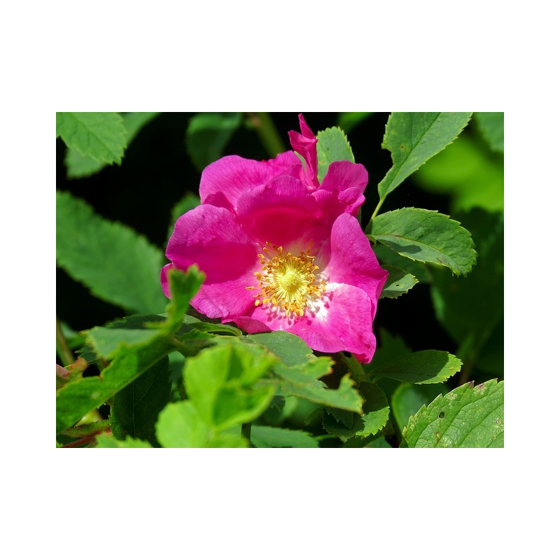 ACEITE ROSA MOSQUETA ECO REGENOVA 15ml