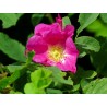ACEITE ROSA MOSQUETA ECO REGENOVA 15ml