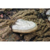CHAGA MUSHROOM salvaje siberiano