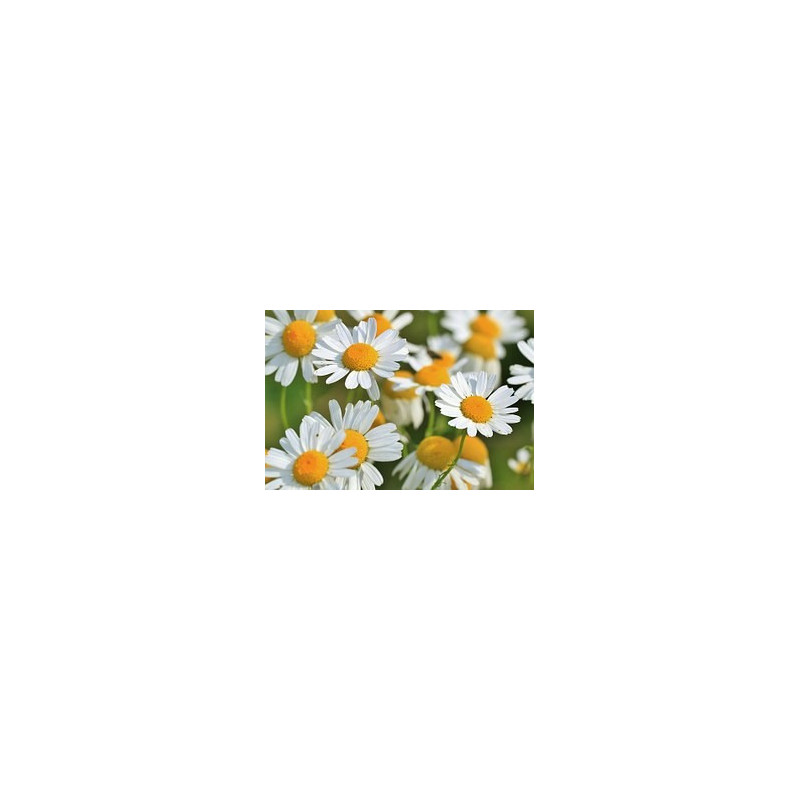 ACEITE ESENCIAL MANZANILLA Bio