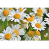 ACEITE ESENCIAL MANZANILLA Bio