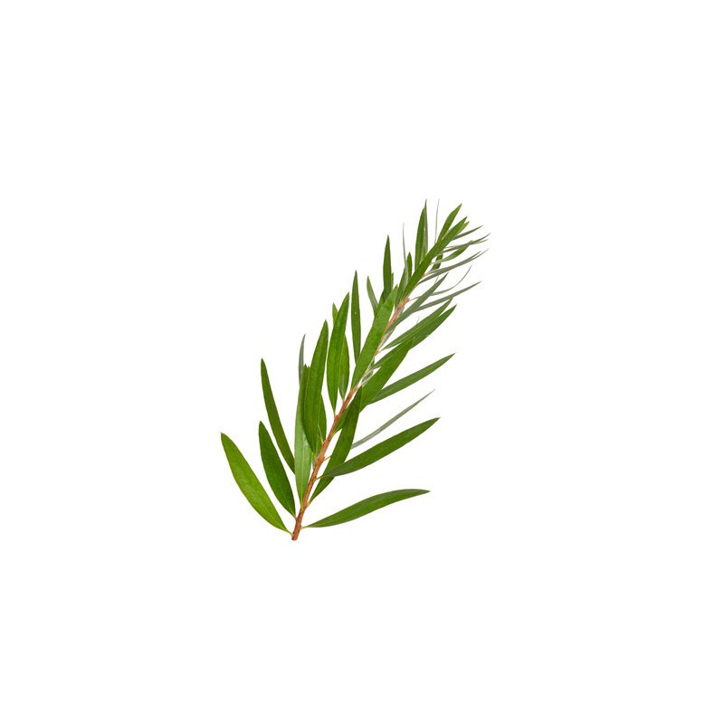 ACEITE ESENCIAL ÁRBOL DEL TÉ