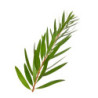 ACEITE ESENCIAL ÁRBOL DEL TÉ