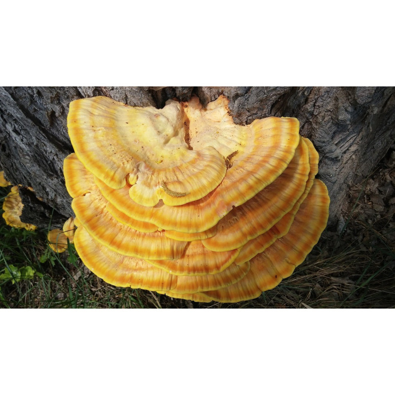 REISHI en polvo