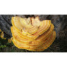 REISHI en polvo