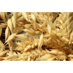 JABÓN AVENA