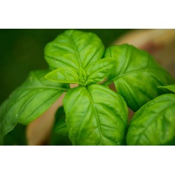 ACEITE ESENCIAL ALBAHACA