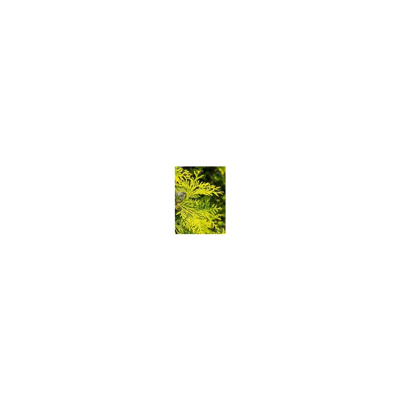 ACEITE ESENCIAL CEDRO