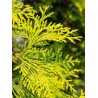 ACEITE ESENCIAL CEDRO