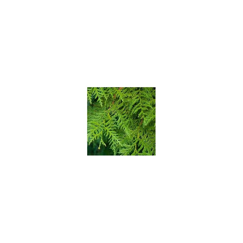 ACEITE ESENCIAL CIPRÉS