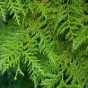 ACEITE ESENCIAL CIPRÉS
