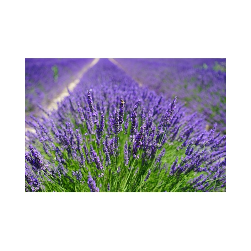 ACEITE ESENCIAL LAVANDA