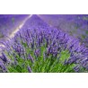 ACEITE ESENCIAL LAVANDA