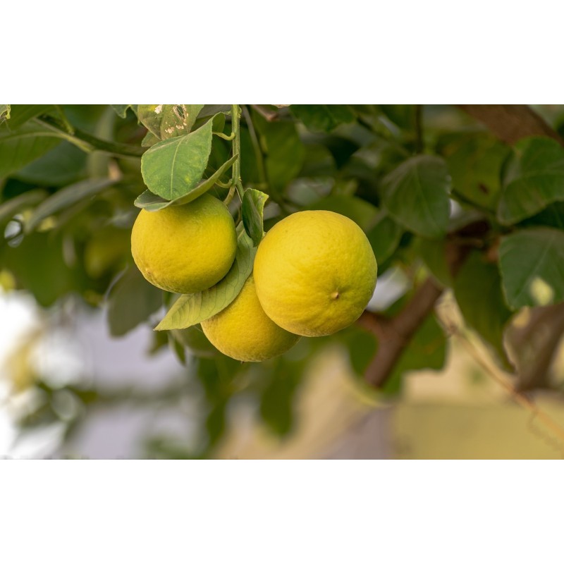 ACEITE ESENCIAL LIMÓN bio