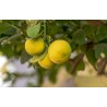 ACEITE ESENCIAL LIMÓN bio