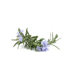 ACEITE ESENCIAL ROMERO